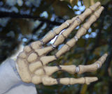 Jergens Skelton Hand Model