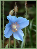 Pavot bleu de lHimalaya / Himalayan Blue Poppy / Meconopsis betonicifolia