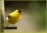 Chardonneret jaune / American Goldfinch