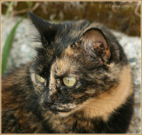 Chat caille de tortue / Tortoiseshell Cat