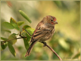 Roselin familier / House Finch