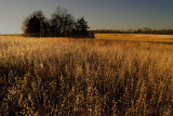 Sea of Grass