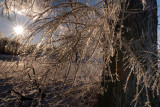 frozen tree