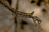 icy twig