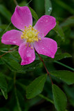 Prairie Rose