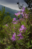 Mountain wildflowers