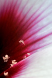 pollen balls on a petal