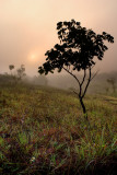 Misty Moisty Morning on the Glade