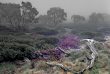 Mist on the Meadows