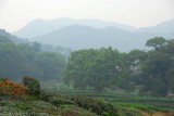 teaf (02).jpg