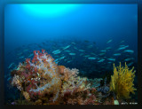 An Aquarium