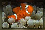 My Favorite Clown Fish