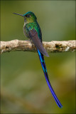 long-tailed sylph      Tandayapa Ecuador