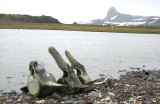 Whalebone