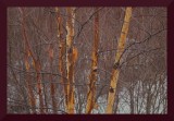 Birch Saplings, Spring