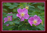 Wild Roses