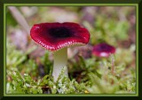 Red Lactarius