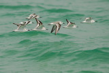 Sanderling  (Calidris alba)