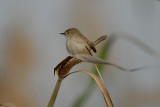 Delicate Prinia (Prinia lepida)