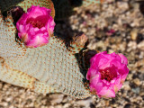 Prickly Pear Cactus flower