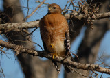 Red Shouldered Hawk