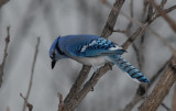 Blue Jay 52