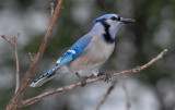 Blue Jay 59