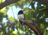 Oriental Magpie Robin