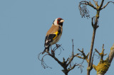 Eurasian Goldfinch