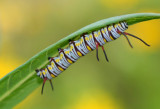Larva of the Queen Butterfly (Danaus gilippus)