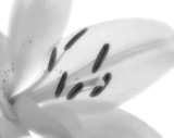 Mono Lily