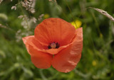 Single Red Poppy