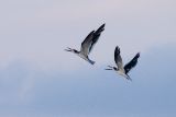 Black Skimmers