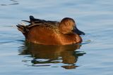 Cinnamon Teal