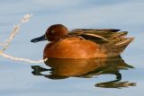 Cinnamon Teal