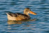 Northern Shoveler