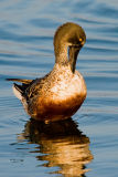 Northern Shoveler