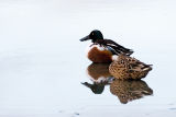 Northern Shovelers