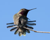 Annas Hummingbird