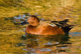 Cinnamon Teal