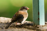 Dark-eyed Junco