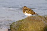 Black Turnstone