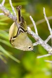 Ruby-crowned Kinglet