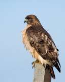 Red-tailed Hawk