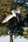 Brown Pelican