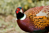 Ring-necked Pheasant