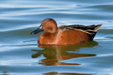 Cinnamon Teal