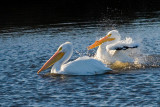 2 Pelicans