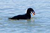 Surf Scoter with clam