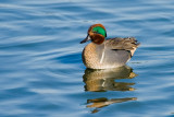 Green-winged Teal